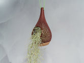 "Angled view of WOOD AND RUBY RED TEARDROP planter hanging with a vibrant tillandsia plant inside, trailing down stylishly."
